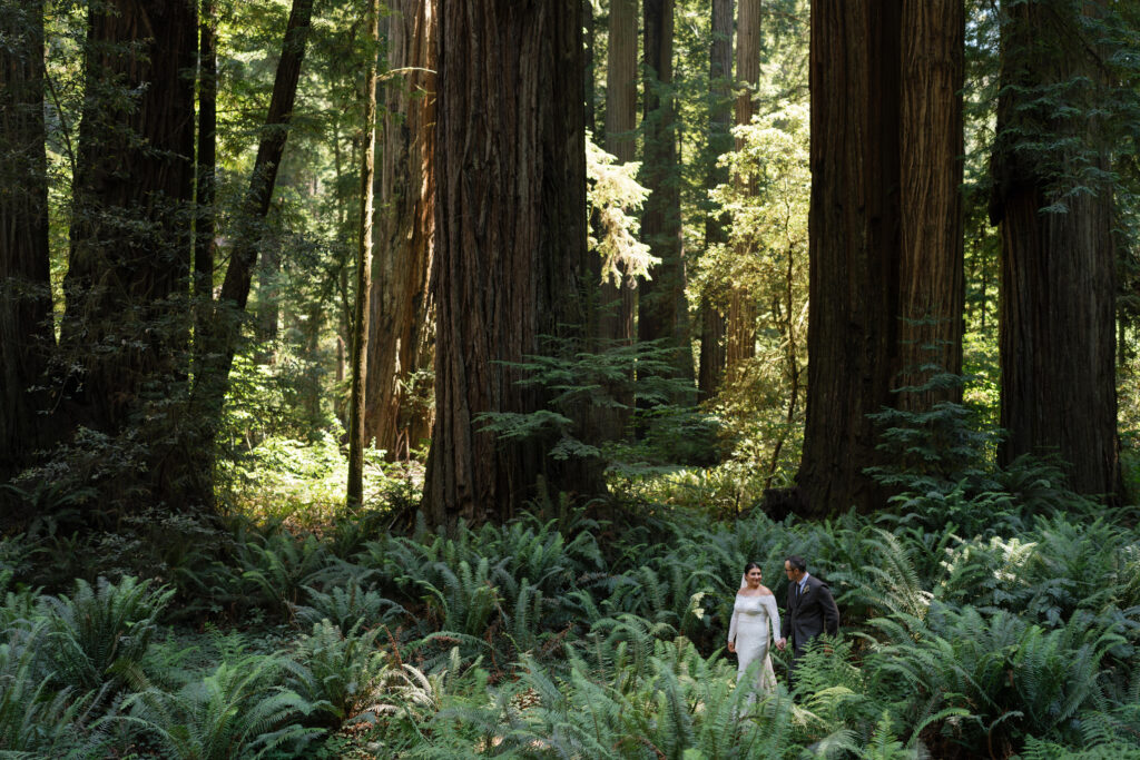 redwood forest elopement