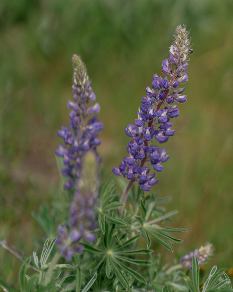 detail photo of a purple lupine wildflower at Rowena Crest Oregon